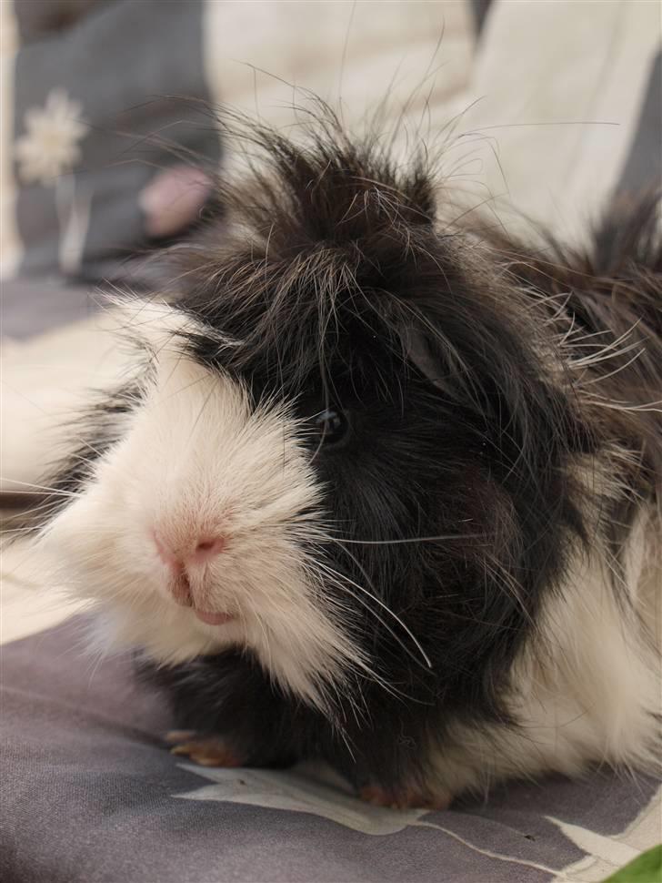 Marsvin Muffi - Huh? Are you talking to me? billede 16