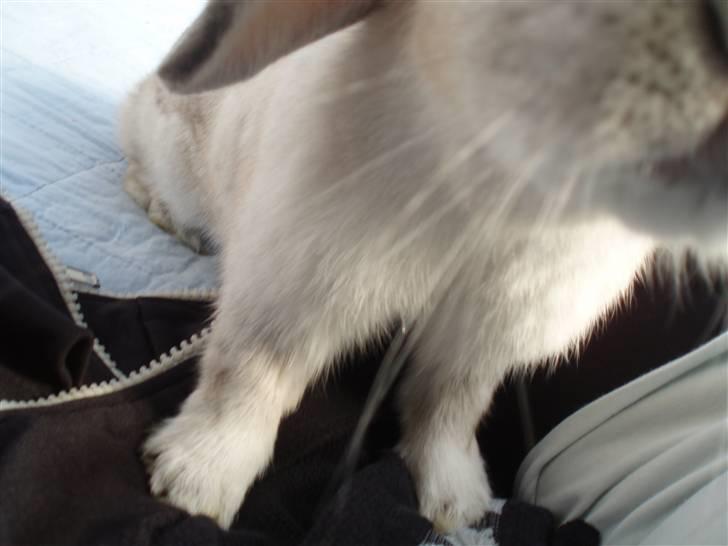 Kanin Snowy [Solgt :'( ] billede 4