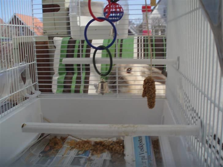 Kanin Snowy [Solgt :'( ] billede 5