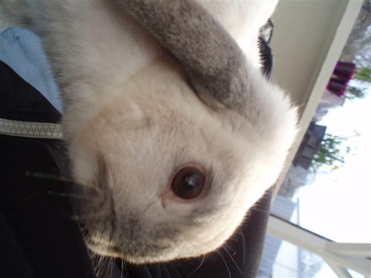 Kanin Snowy [Solgt :'( ] billede 6