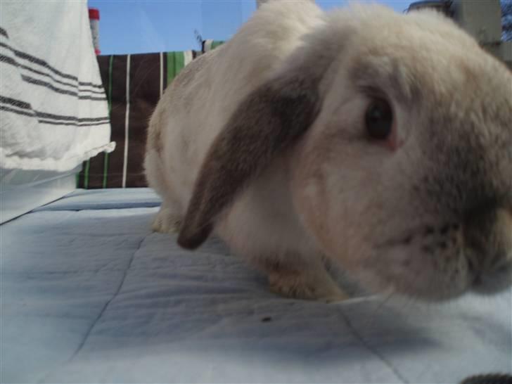 Kanin Snowy [Solgt :'( ] billede 7