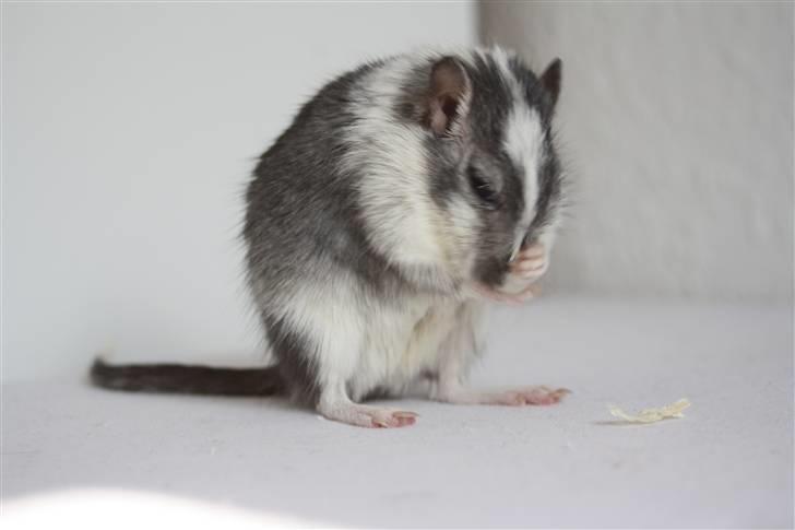 Ørkenrotte Manse R.I.P - NYT :P Mesterværk 1 Foto: Mig billede 16