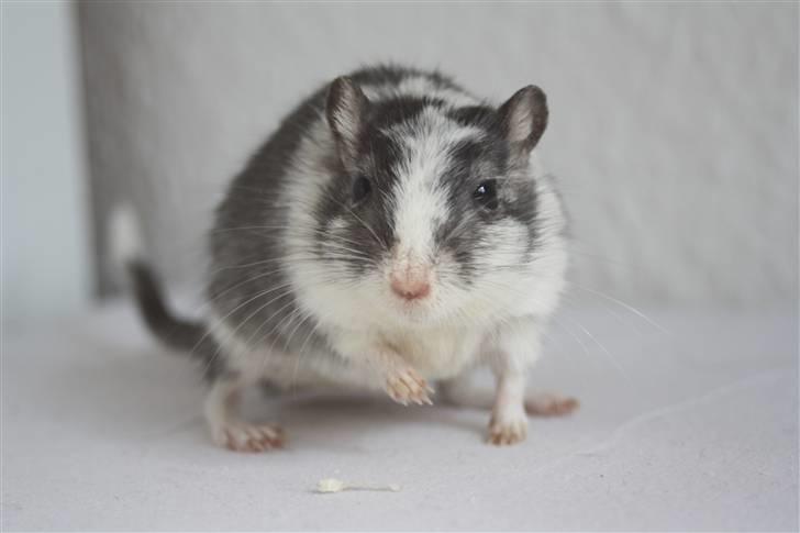 Ørkenrotte Manse R.I.P - NYT :P Mesterværk 2 Foto: Mig billede 17