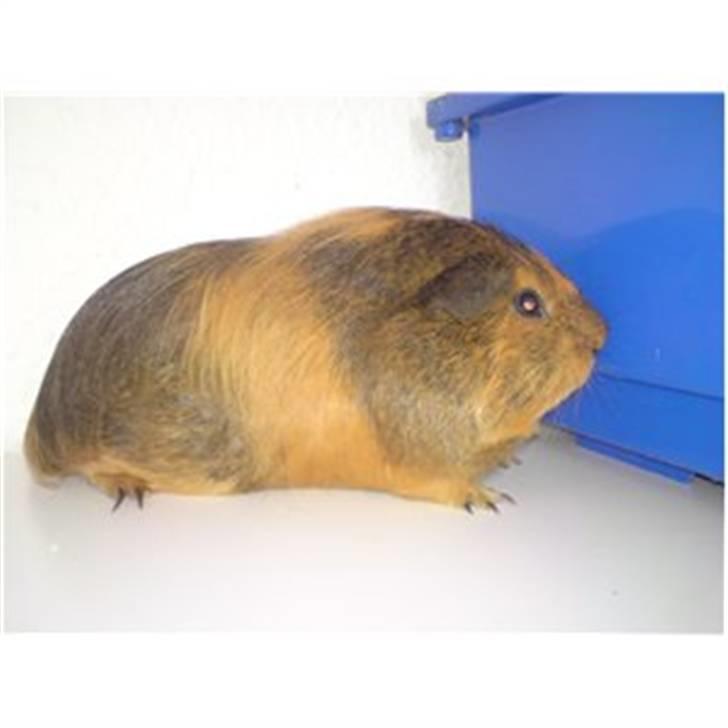 Marsvin Kæmpe billede 1