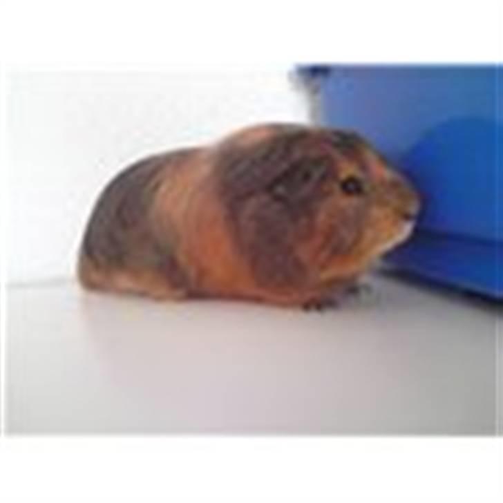 Marsvin Kæmpe billede 2