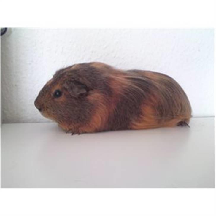 Marsvin Kæmpe billede 3