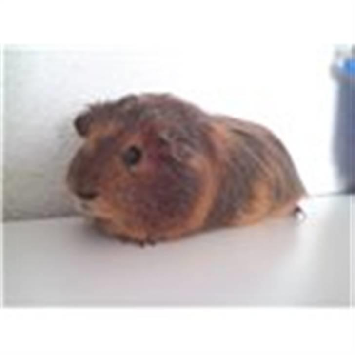 Marsvin Kæmpe billede 4