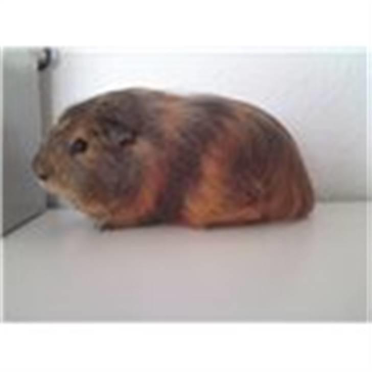 Marsvin Kæmpe billede 5