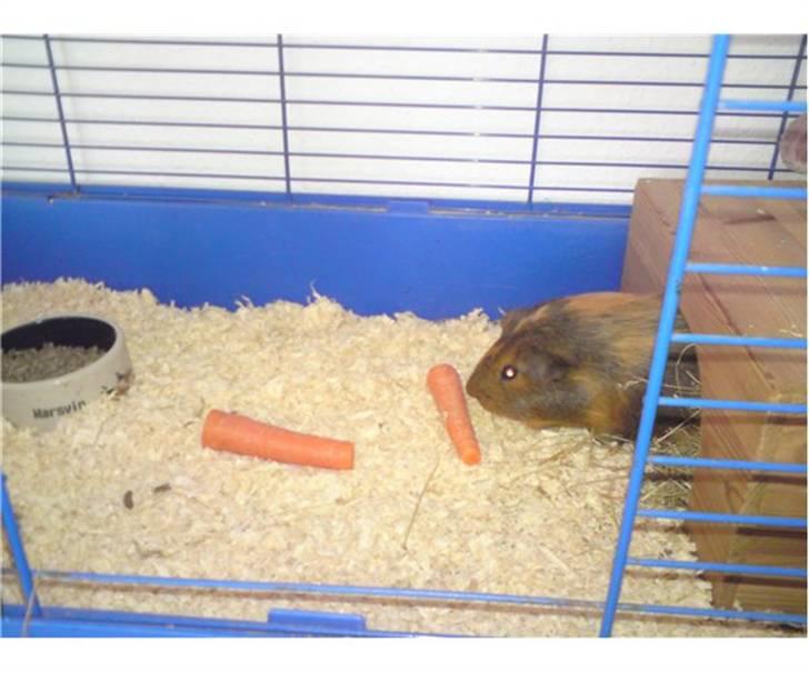 Marsvin Kæmpe billede 6