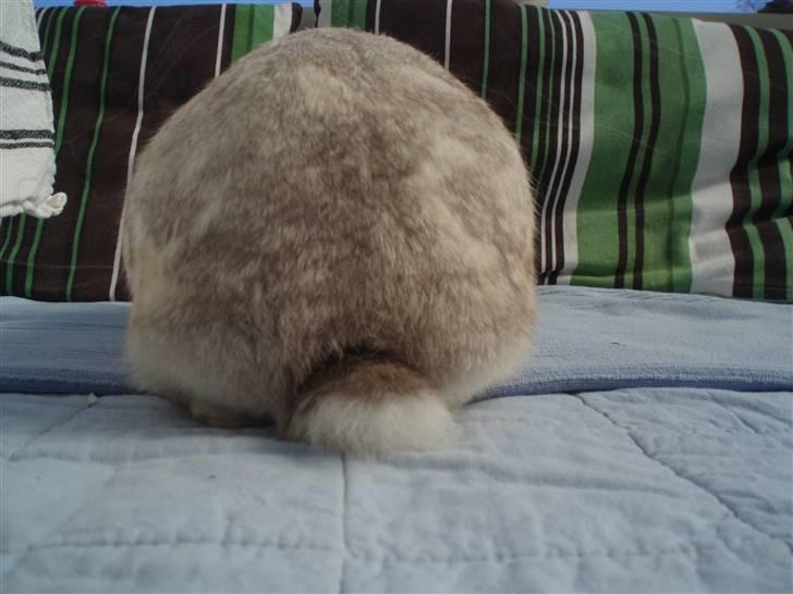 Kanin Snowy [Solgt :'( ] billede 9