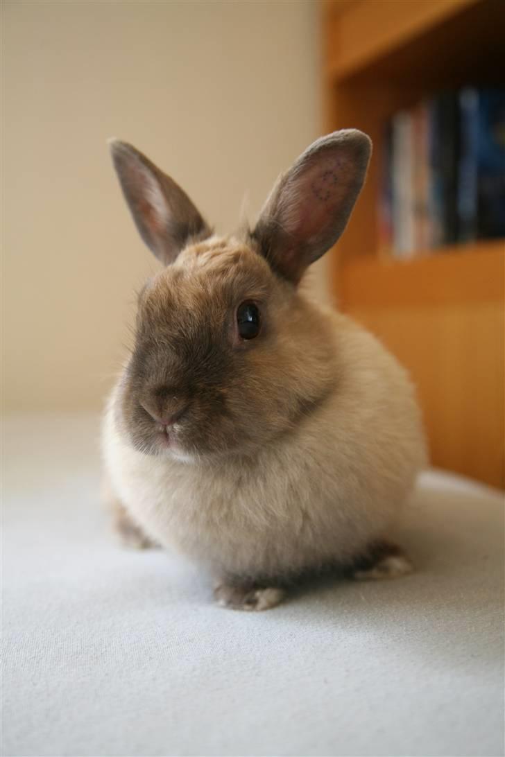 Kanin Perle billede 3