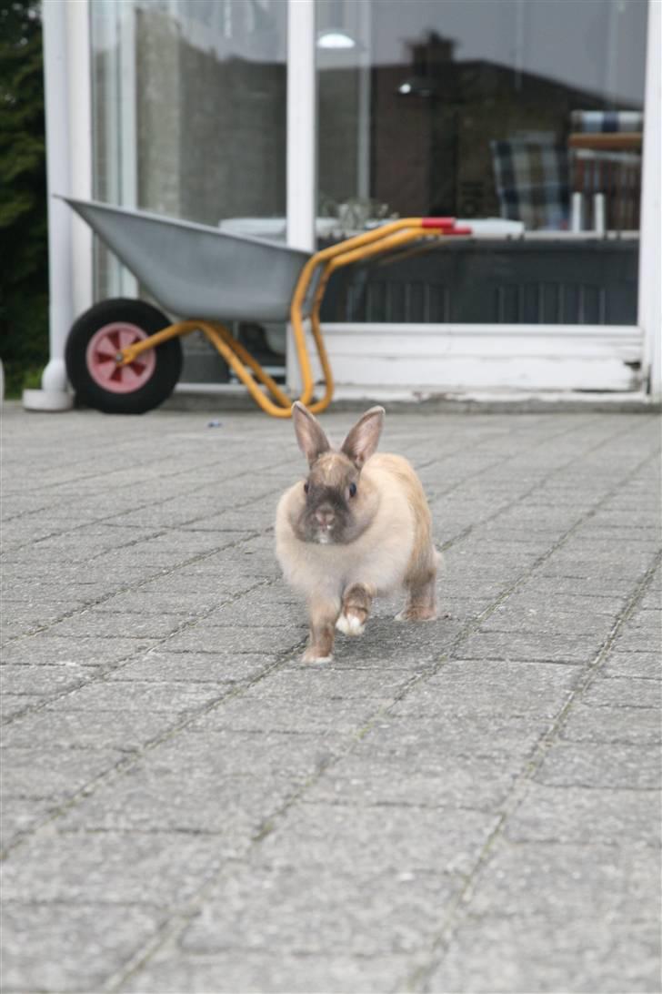 Kanin Perle billede 11