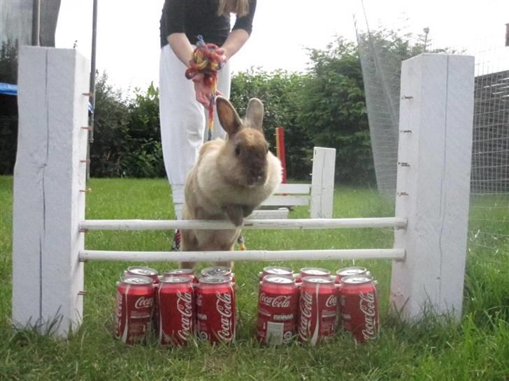 Kanin Perle billede 13