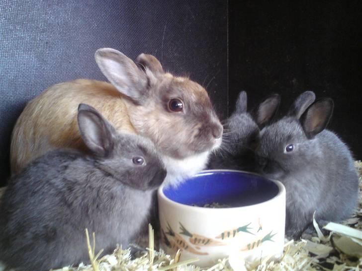 Kanin Perle - Perle og hele kuldet der spiser morgenmad <3 billede 7