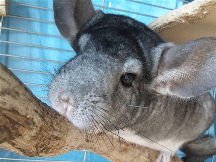 Chinchilla Burger <3 Solgt billede 13