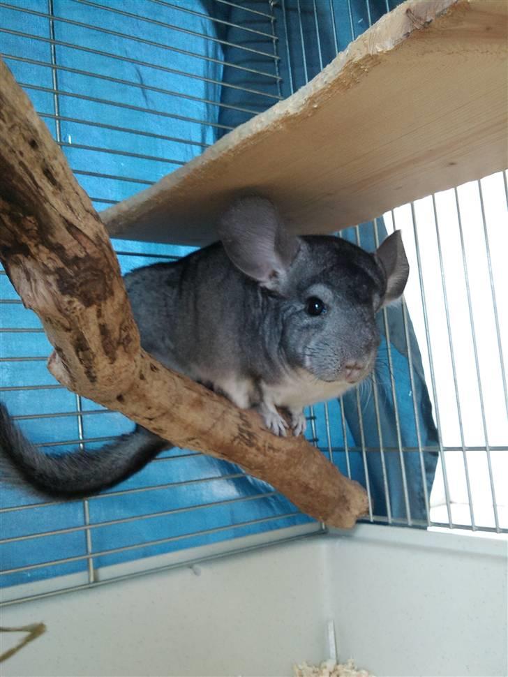 Chinchilla Burger <3 Solgt billede 14