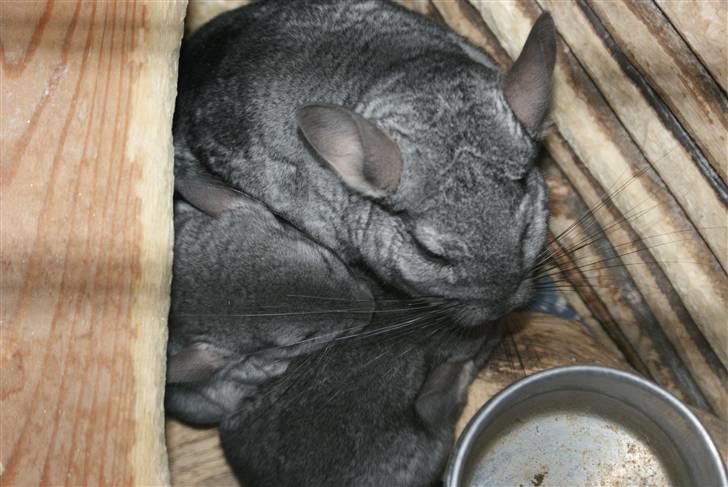 Chinchilla Jackson - Her er superdad! sammen med sine to seneste unger. billede 6