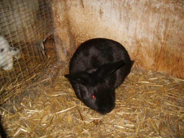 Kanin Vinters Mabell *R.I.P* - Mabell i buret billede 1