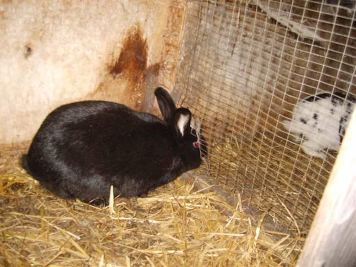 Kanin Vinters Mabell *R.I.P* billede 2