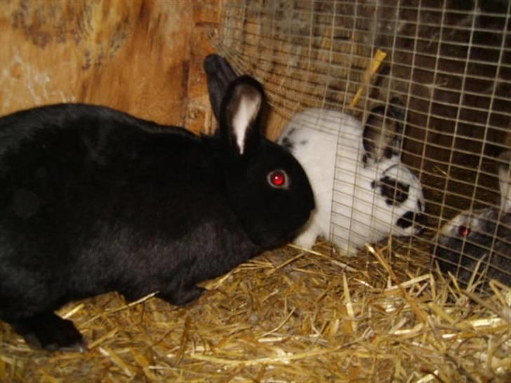 Kanin Vinters Mabell *R.I.P* - Mabell og Nuki billede 5