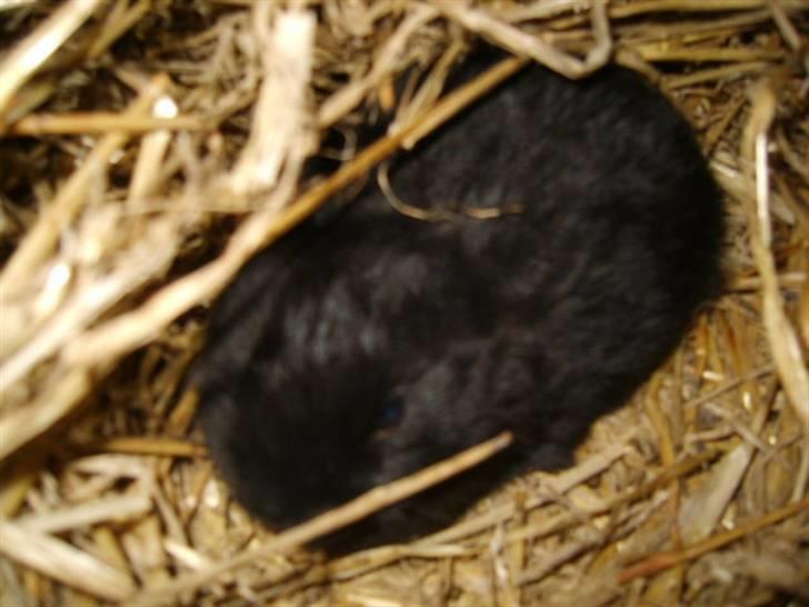 Kanin Vinters Mabell *R.I.P* - Mabell som lille billede 6