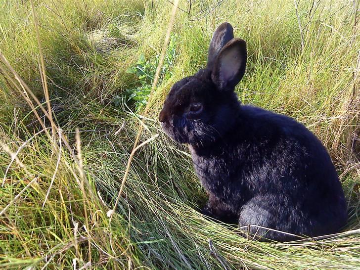 Kanin Roses Casper Canin R.I.P  - Jeg er lige på tur i det fri billede 1