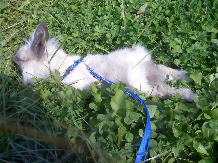 Kanin Kiwih - Aaah Kiwih tager sig en slapper i solen og nyder duften af græsset. billede 1