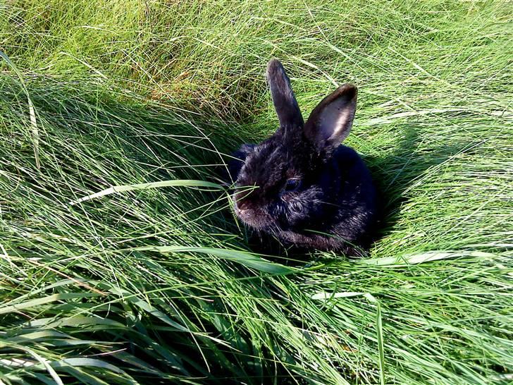 Kanin Roses Casper Canin R.I.P  - Det bar skønno billede 2