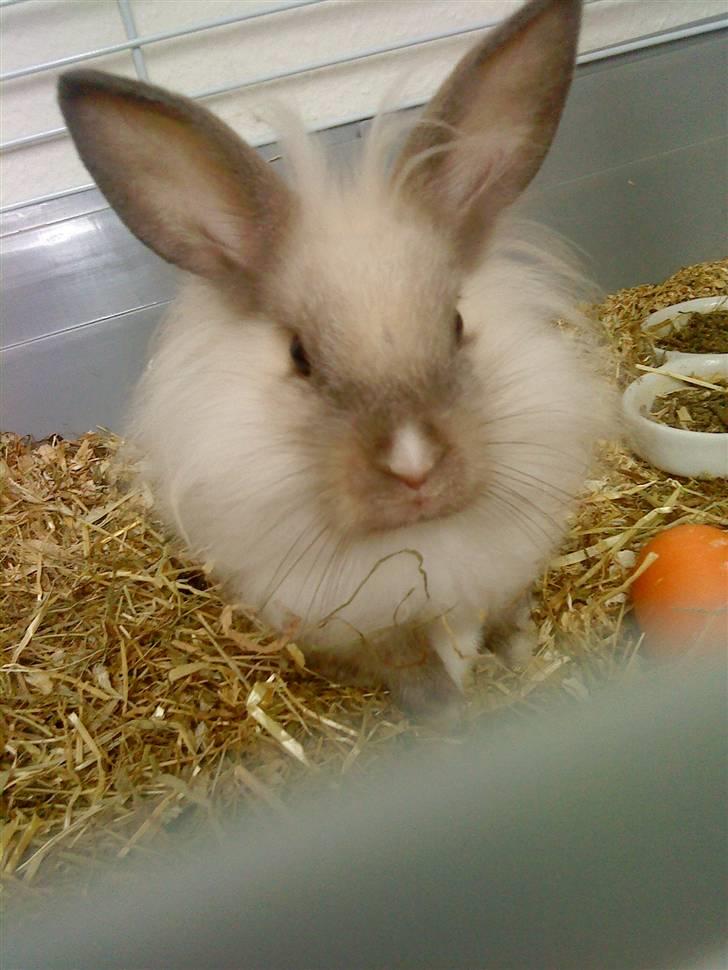 Kanin Kiwih - Hey hva´ det der pejer på mig ?! billede 2