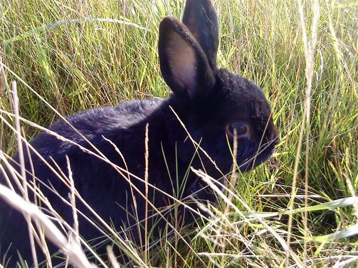 Kanin Roses Casper Canin R.I.P  billede 3