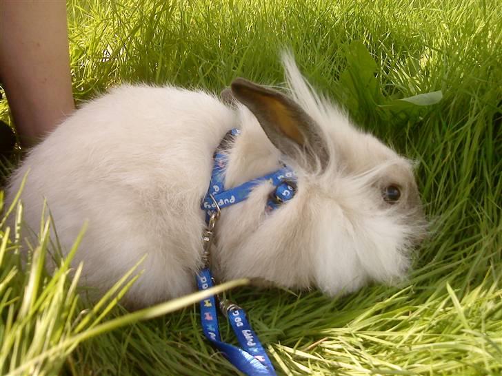 Kanin Kiwih - Mmm det her græs er godt. billede 3