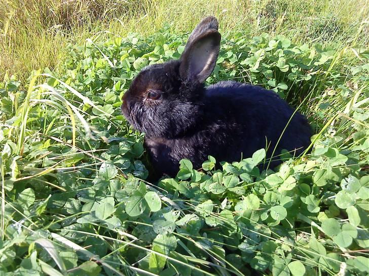 Kanin Roses Casper Canin R.I.P  - Er der ikke en firekløver et sted billede 4
