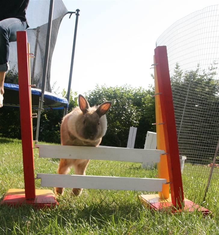 Kanin Perle billede 17