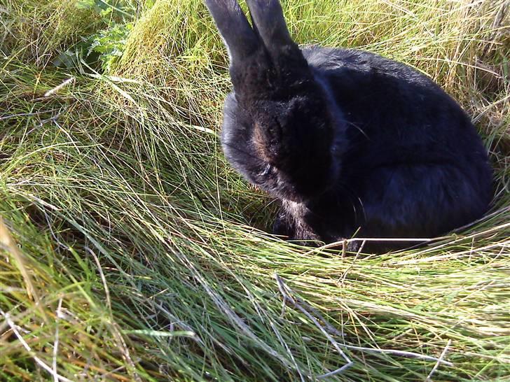 Kanin Roses Casper Canin R.I.P  - min fod klør altså billede 5