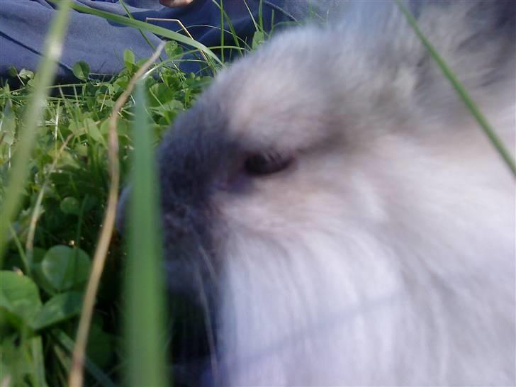 Kanin Kiwih - Kiwih er ved at falde i søvn i græsset. billede 4