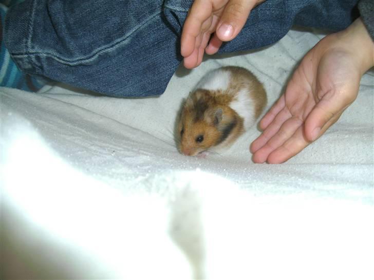 Hamster Bandit *R.I.P.* - Hej :) Her er jeg, jeg hedder Bandit. billede 1
