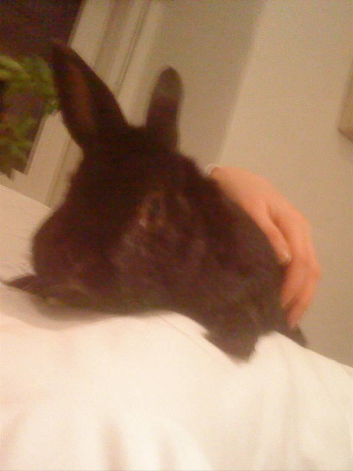 Kanin Roses Casper Canin R.I.P  - Her ligger man godt. Lige oven på mors mave billede 6