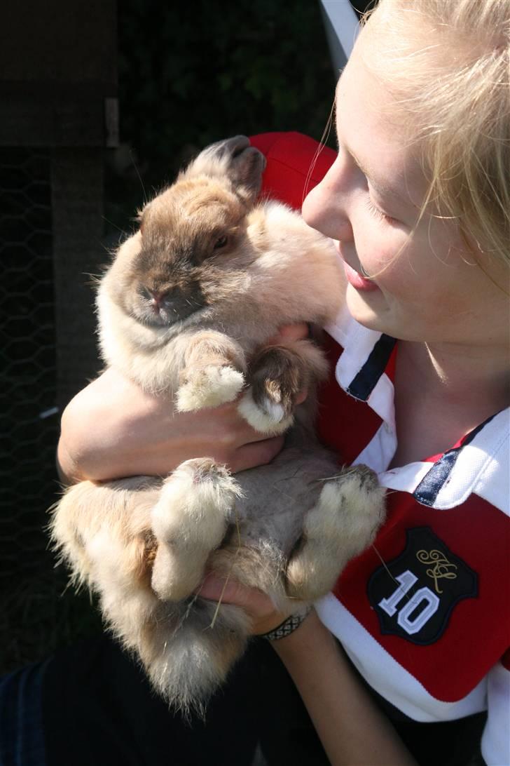 Kanin Perle billede 18