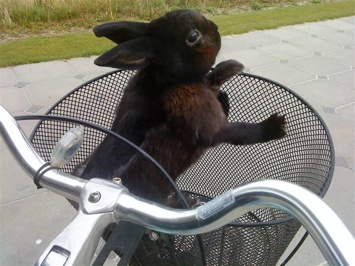 Kanin Roses Casper Canin R.I.P  - Se! jeg er ude at cykle billede 7