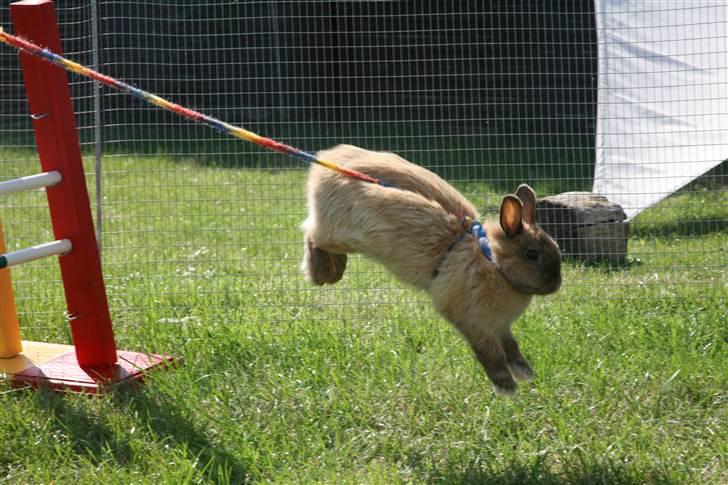 Kanin Rubin - Tosse! billede 3