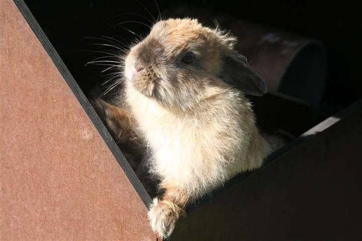 Kanin Rubin - Halløj Mor! kommer du og henter mig nu? billede 10