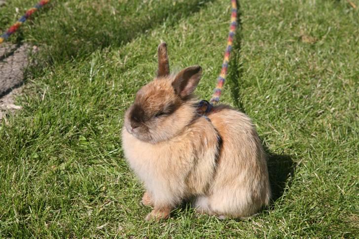 Kanin Rubin - Rubin er faldet lidt i søvn i den dejlige sol. Ihvertfald holder hun et lille hvil (; billede 11