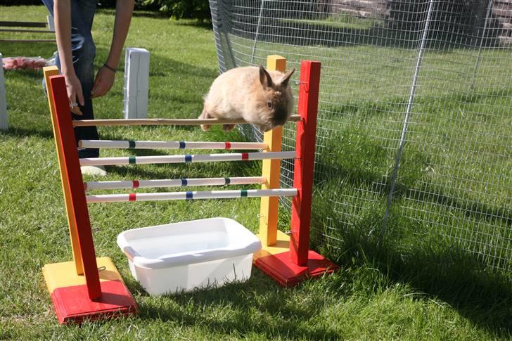 Kanin Rubin - 40 cm. over en alternativ vandgrav. SMUKSAK <3 billede 8