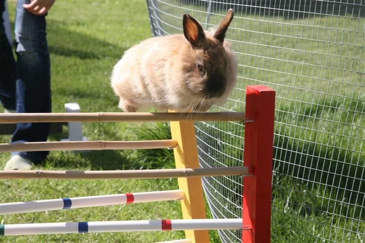 Kanin Rubin - 50 cm. over den røde og gule oxer, vi kan stadig selvom du er 4 år bassemus <3 billede 12