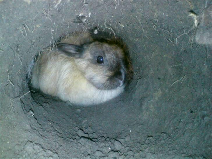 Kanin Rubin - Jeg gemmer mig i hullet.. Du kan ikke fange mig nanananaaa ! billede 13