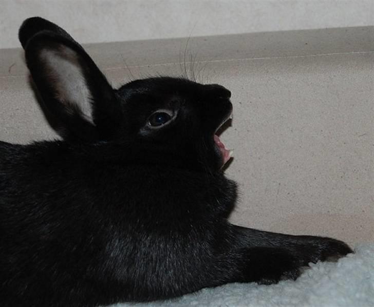 Kanin TT-Gigoline *R.I.P* :'(  billede 1