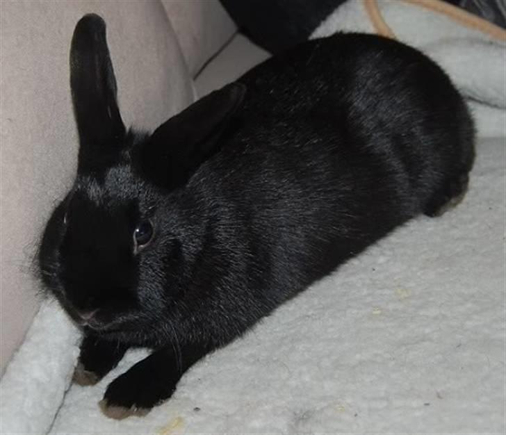 Kanin TT-Gigoline *R.I.P* :'(  billede 2