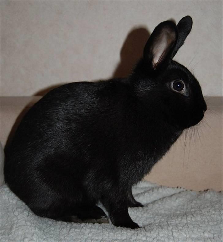 Kanin TT-Gigoline *R.I.P* :'(  billede 3