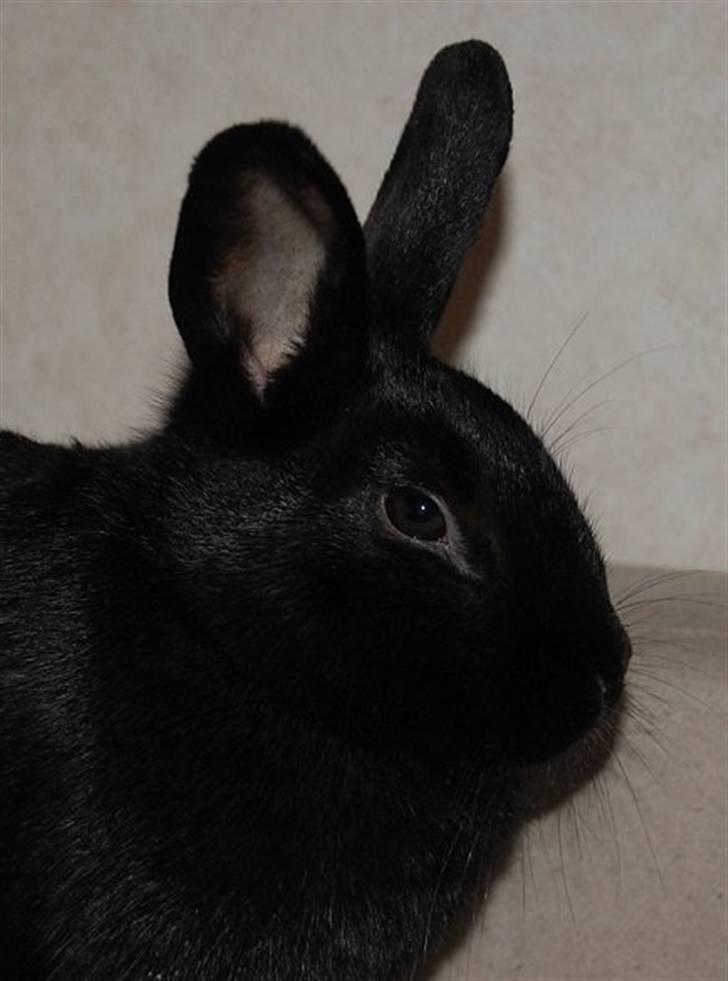 Kanin TT-Gigoline *R.I.P* :'(  billede 4