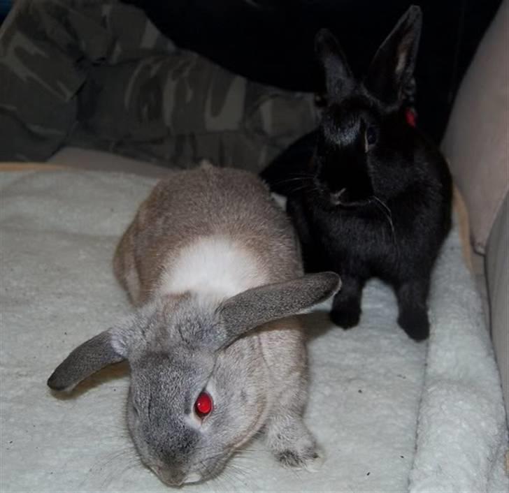 Kanin TT-Gigoline *R.I.P* :'(  billede 5